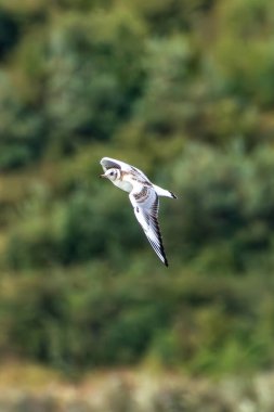 Siyah başlı martı Demesne, Dublin 'de dinleniyor. Bu martı sık sık şehir parklarını ve kıyı bölgelerini ziyaret eder, genellikle çöpçülük veya yuva yaparken görülürler.. 