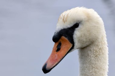 Demesne, Dublin 'de yetişkin bir beyaz kuğu görüldü. Zarif beyaz tüyleri ve uzun boynu ile zarif kuğu park sularına huzur katar..