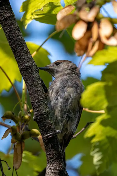 stock image An adult blackcap (Sylvia atricapilla) was observed in the National Botanic Gardens, Dublin. Its distinctive cap and melodic song add charm to the lush surroundings of the gardens.