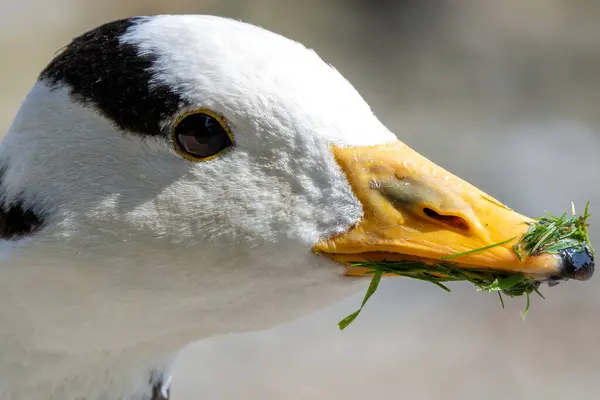 stock image Elegant Bar-headed Goose grazing in Munichs English Gardens.