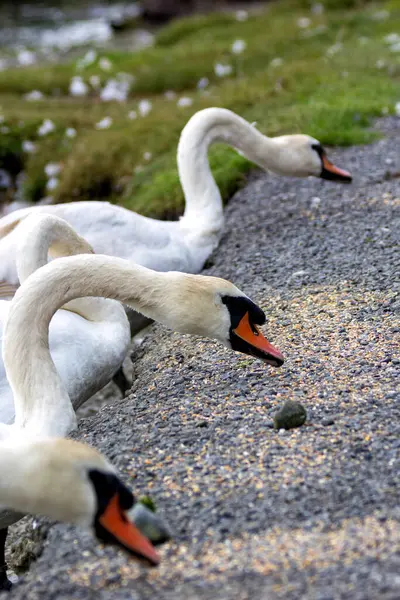 Stock image An adult white swan was observed in Swords Demesne, Dublin. The graceful swan, with its elegant white feathers and long neck, adds a serene presence to the parks waters.