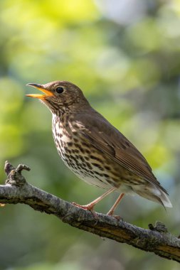 Bir Song Thrush, melodik şarkısı ve böcek diyeti ile bilinen bir kuş, Phoenix Park, Dublin 'de yakalandı..