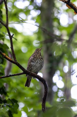 Bir Song Thrush, melodik şarkısı ve böcek diyeti ile bilinen bir kuş, Phoenix Park, Dublin 'de yakalandı..