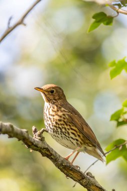 Bir Song Thrush, melodik şarkısı ve böcek diyeti ile bilinen bir kuş, Phoenix Park, Dublin 'de yakalandı..