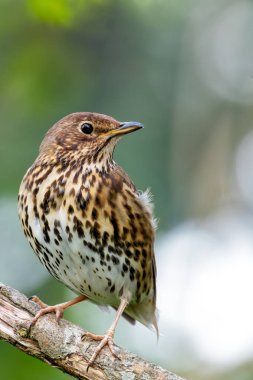 Bir Song Thrush, melodik şarkısı ve böcek diyeti ile bilinen bir kuş, Phoenix Park, Dublin 'de yakalandı..