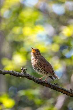 Bir Song Thrush, melodik şarkısı ve böcek diyeti ile bilinen bir kuş, Phoenix Park, Dublin 'de yakalandı..