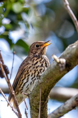 Bir Song Thrush, melodik şarkısı ve böcek diyeti ile bilinen bir kuş, Phoenix Park, Dublin 'de yakalandı..