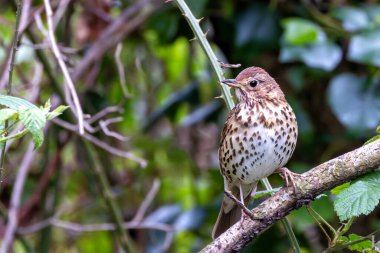Bir Song Thrush, melodik şarkısı ve böcek diyeti ile bilinen bir kuş, Phoenix Park, Dublin 'de yakalandı..