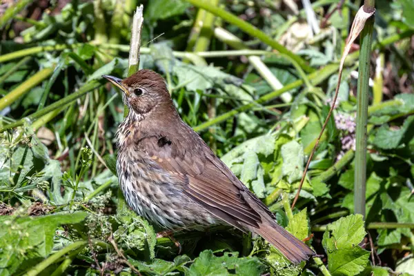 stock image A Song Thrush, a bird known for its melodious song and insect diet, captured in Phoenix Park, Dublin.