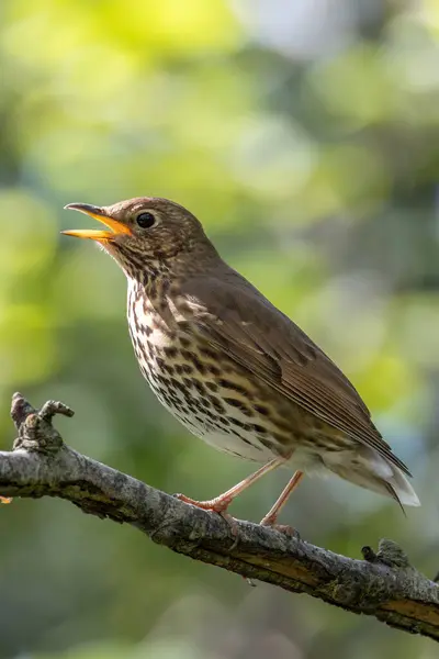 stock image A Song Thrush, a bird known for its melodious song and insect diet, captured in Phoenix Park, Dublin.