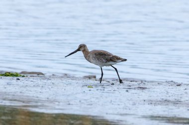 Uzun bacakları ve çarpıcı tüyleriyle tanınan Kara Kuyruklu bir Godwit, Clontarf, Dublin açıklarında görüldü..