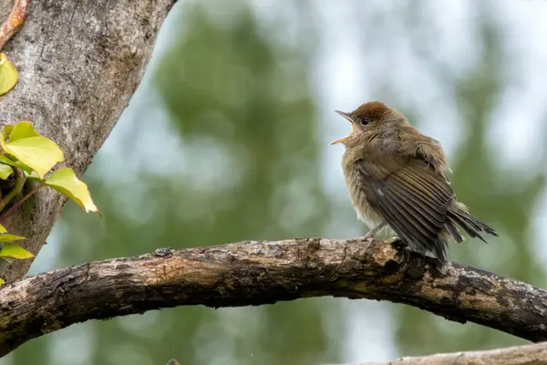 stock image A juvenile Blackcap, known for its soft brown plumage and insect diet, spotted in Turvey Nature Reserve.