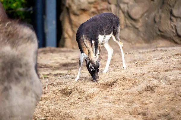 Stock image A Blackbuck, distinguished by its impressive twisted horns and striking coloration, captured in its natural habitat.