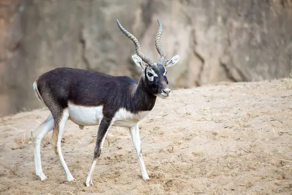 Etkileyici çarpık boynuzları ve çarpıcı renkleriyle tanınan bir Blackbuck doğal ortamında yakalanır..