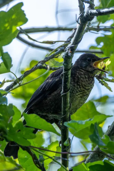 stock image A juvenile Blackbird, distinguished by its mottled brown feathers, spotted in Turvey Nature Reserve, Dublin.