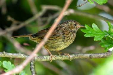 Kahverengi çizgili tüyleri ve ince gagasıyla tanınan bir Dunnock, Phoenix Park, Dublin 'de görüldü.. 