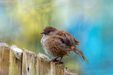 Kahverengi çizgili tüyleri ve ince gagasıyla tanınan bir Dunnock, Phoenix Park, Dublin 'de görüldü.. 