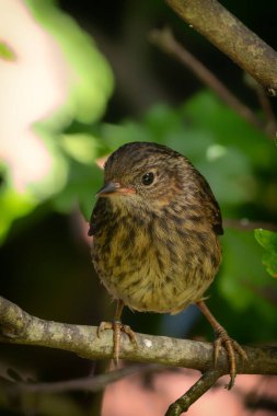 Kahverengi çizgili tüyleri ve ince gagasıyla tanınan bir Dunnock, Phoenix Park, Dublin 'de görüldü.. 