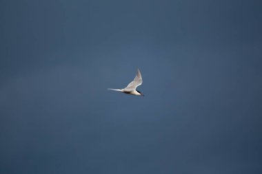 Clontarf, Dublin 'deki Bull Wall' da ince gövdesi ve çatallı kuyruğuyla tanınan bir Tern..