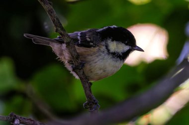 A Coal Tit, recognized by its distinctive black cap and white nape, seen in the National Botanic Gardens, Dublin. clipart