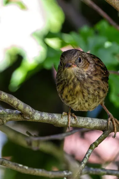 stock image A Dunnock, distinguished by its brown streaked plumage and slender bill, spotted in Phoenix Park, Dublin. 