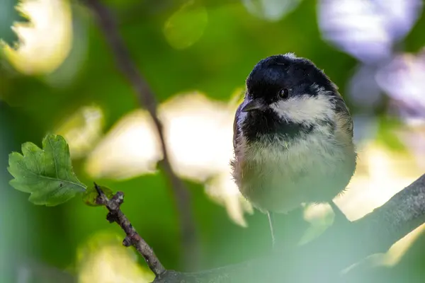 stock image A Coal Tit, recognized by its distinctive black cap and white nape, seen in the National Botanic Gardens, Dublin.