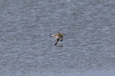 Eurasian curlew seen in Bull Island, Dublin. Feeds on insects, crustaceans, and mollusks. Commonly found in Europe and Asia. clipart