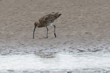 Boğa Adası, Dublin 'de Avrasya kıvrımı görüldü. Böceklerle, kabuklularla ve yumuşakçalarla beslenir. Avrupa ve Asya 'da yaygın olarak bulunur..