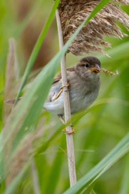 Stephen 's Green, Dublin' de dişi bir serçe görülmüş. Tohum, tahıl ve böceklerle besleniyor. Avrupa, Asya ve Kuzey Amerika 'da yaygın.