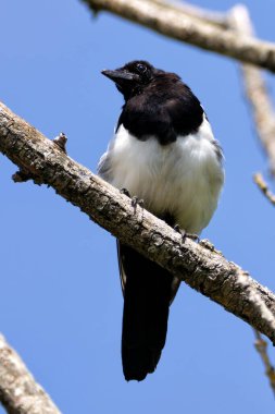 Eurasian magpie seen in Turvey Nature Reserve, Dublin. Omnivorous bird, eats insects, fruits, and small animals. Found across Europe, Asia, and North Africa.  clipart