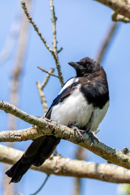 Turvey Doğa Rezervi, Dublin 'de Avrasya saksağanı görüldü. Hepçil kuş, böcek, meyve ve küçük hayvanları yer. Avrupa, Asya ve Kuzey Afrika 'da bulunur.. 