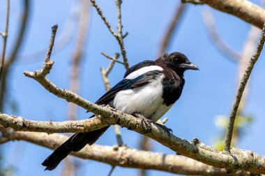 Turvey Doğa Rezervi, Dublin 'de Avrasya saksağanı görüldü. Hepçil kuş, böcek, meyve ve küçük hayvanları yer. Avrupa, Asya ve Kuzey Afrika 'da bulunur.. 