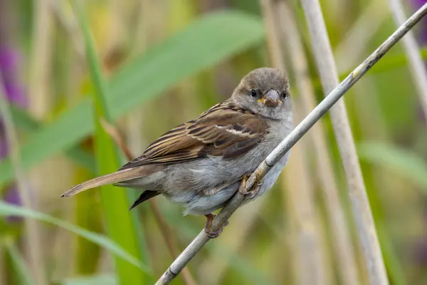 stock image Female house sparrow seen in Stephen's Green, Dublin. Feeds on seeds, grains, and insects. Common in Europe, Asia, and North America.