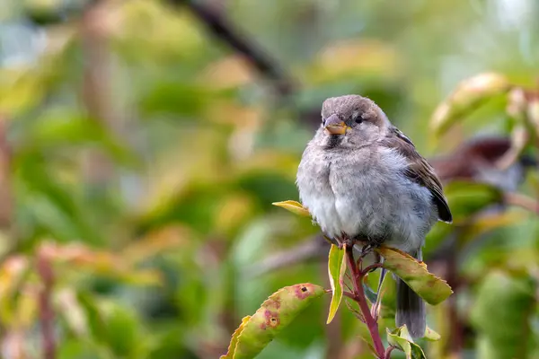 stock image Female house sparrow seen in Stephen's Green, Dublin. Feeds on seeds, grains, and insects. Common in Europe, Asia, and North America.