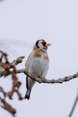 European goldfinch spotted in Turvey Nature Reserve, Dublin. Feeds on seeds, especially thistles. Commonly found in Europe, North Africa, and Western Asia. clipart