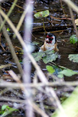 European goldfinch spotted in Turvey Nature Reserve, Dublin. Feeds on seeds, especially thistles. Commonly found in Europe, North Africa, and Western Asia. clipart