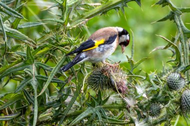 European goldfinch spotted in Turvey Nature Reserve, Dublin. Feeds on seeds, especially thistles. Commonly found in Europe, North Africa, and Western Asia. clipart