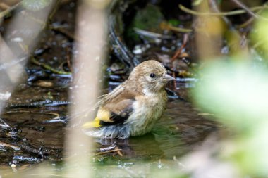 European goldfinch spotted in Turvey Nature Reserve, Dublin. Feeds on seeds, especially thistles. Commonly found in Europe, North Africa, and Western Asia. clipart