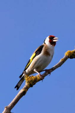 European goldfinch spotted in Turvey Nature Reserve, Dublin. Feeds on seeds, especially thistles. Commonly found in Europe, North Africa, and Western Asia. clipart