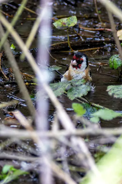 stock image European goldfinch spotted in Turvey Nature Reserve, Dublin. Feeds on seeds, especially thistles. Commonly found in Europe, North Africa, and Western Asia.