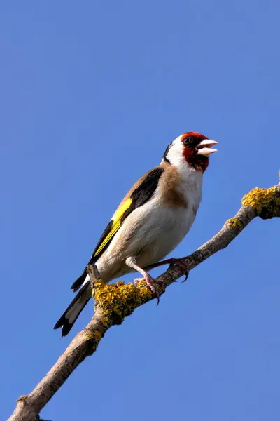 stock image European goldfinch spotted in Turvey Nature Reserve, Dublin. Feeds on seeds, especially thistles. Commonly found in Europe, North Africa, and Western Asia.