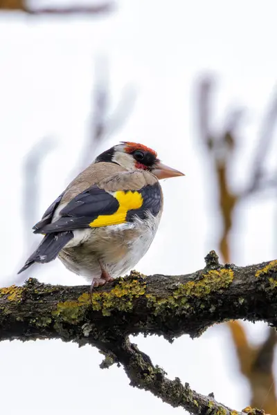 stock image European goldfinch spotted in Turvey Nature Reserve, Dublin. Feeds on seeds, especially thistles. Commonly found in Europe, North Africa, and Western Asia.