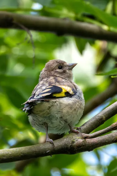 stock image European goldfinch spotted in Turvey Nature Reserve, Dublin. Feeds on seeds, especially thistles. Commonly found in Europe, North Africa, and Western Asia.