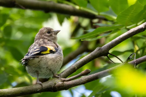 stock image European goldfinch spotted in Turvey Nature Reserve, Dublin. Feeds on seeds, especially thistles. Commonly found in Europe, North Africa, and Western Asia.