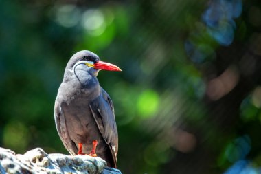 Güney Amerika 'nın Pasifik kıyısı boyunca erkek inkalar görüldü. Daha çok küçük balıklarla besleniyor. Peru ve Şili kıyı bölgelerinde bulunurlar.. 