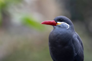 Güney Amerika 'nın Pasifik kıyısı boyunca erkek inkalar görüldü. Daha çok küçük balıklarla besleniyor. Peru ve Şili kıyı bölgelerinde bulunurlar.. 