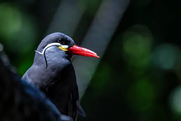 stock image Male Inca tern spotted along the Pacific coast of South America. Feeds mainly on small fish. Found in coastal regions of Peru and Chile. 