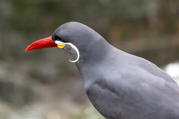 stock image Male Inca tern spotted along the Pacific coast of South America. Feeds mainly on small fish. Found in coastal regions of Peru and Chile. 