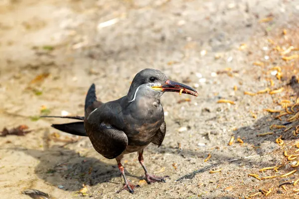 stock image Male Inca tern spotted along the Pacific coast of South America. Feeds mainly on small fish. Found in coastal regions of Peru and Chile. 