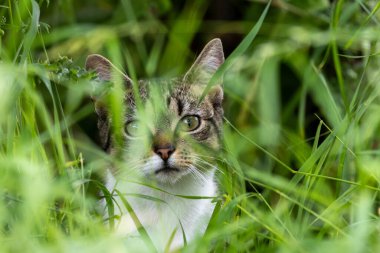 Tabby cat found in urban and suburban environments globally. Omnivorous, primarily fed by humans, but also hunts small animals. Common as a pet and stray cat. clipart